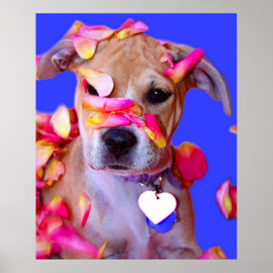Amerikaanse Staffordshire Terrier Boxer Mix Puppy Poster