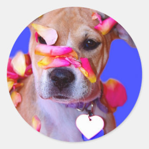 Amerikaanse Staffordshire Terrier Boxer Mix Puppy Ronde Sticker