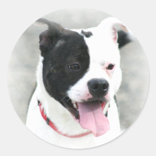 Amerikaanse Staffordshire Terrier Stickers