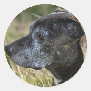 Amerikaanse Stickers van Staffordshire Terrier