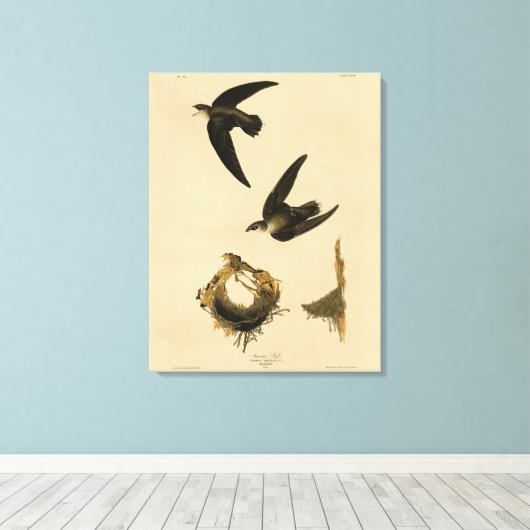Amerikaanse Swift Audubon (Chimney), vogels van Am Canvas Afdruk (Insitu (Houten vloer))