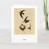 Amerikaanse Swift Audubon (Chimney), vogels van Am Kaart (Achterkant)