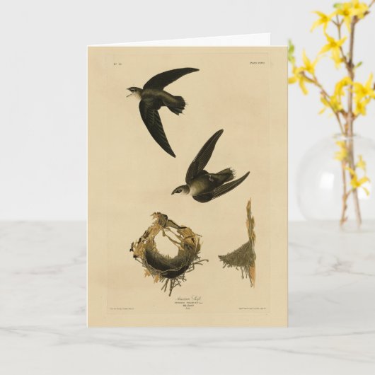 Amerikaanse Swift Audubon (Chimney), vogels van Am Kaart (Gele Bloem)