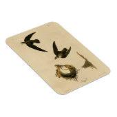 Amerikaanse Swift Audubon (Chimney), vogels van Am Magneet (Rechterzijde)