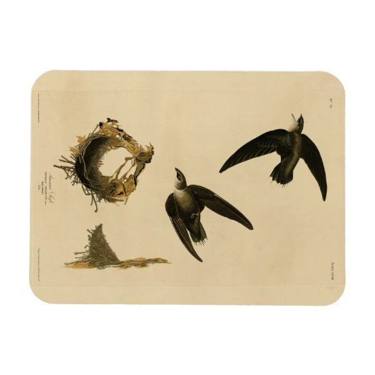 Amerikaanse Swift Audubon (Chimney), vogels van Am Magneet (Horizontaal)
