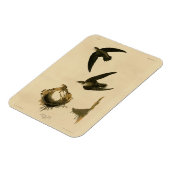 Amerikaanse Swift Audubon (Chimney), vogels van Am Magneet (Linkerzijde)