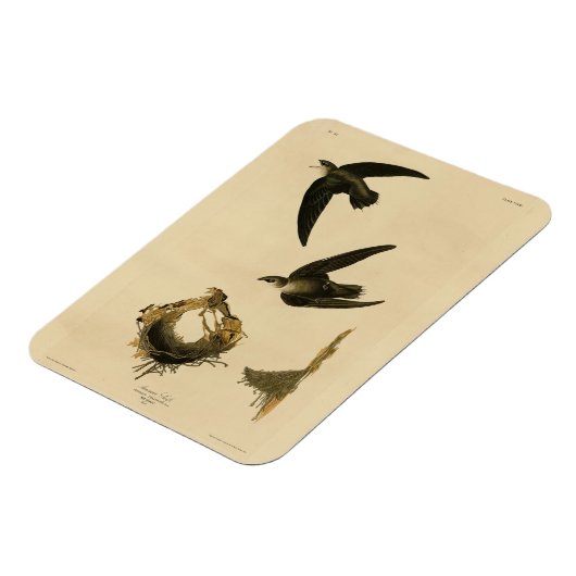 Amerikaanse Swift Audubon (Chimney), vogels van Am Magneet (Linkerzijde)