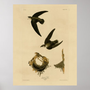 Amerikaanse Swift Audubon (Chimney), vogels van Am Poster