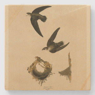 Amerikaanse Swift Audubon (Chimney), vogels van Am Stenen Onderzetter