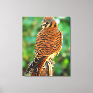 Amerikaanse Torenvalk Canvas Wandkunst   Roofvogel Afdruk