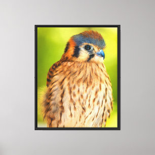 Amerikaanse Torenvalk Canvas Wandkunst   Roofvogel Afdruk