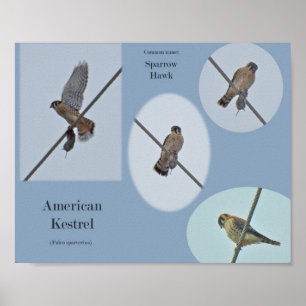 Amerikaanse Torenvalk (Falco sparverius) Items Afd Poster