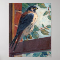 Amerikaanse torenvalk - Kulhanek Wildlife (1942)