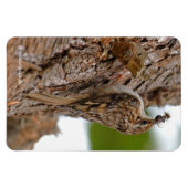 Amerikaanse Treecreeper met Bug Magneet (Horizontaal)