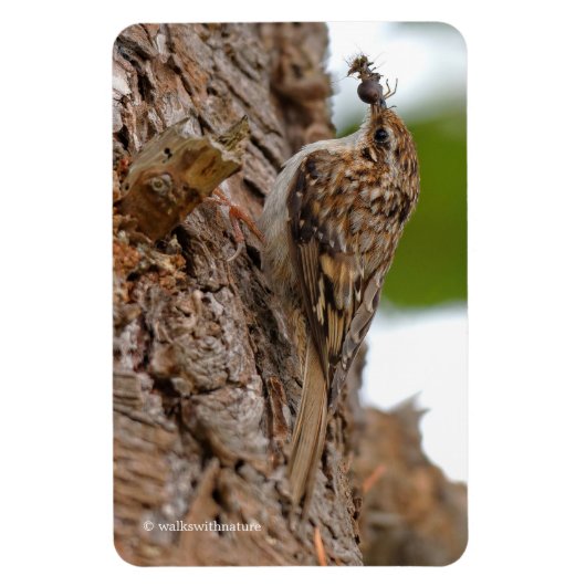 Amerikaanse Treecreeper met Bug Magneet (Verticaal)