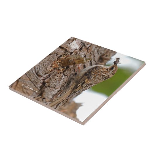Amerikaanse Treecreeper met Bug Tegeltje (Zijkant)