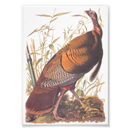 Amerikaanse vogels in het wild - herfst van Turkij Foto Afdruk