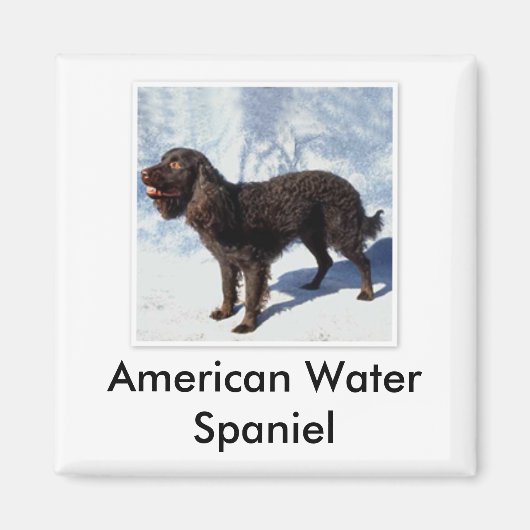 Amerikaanse waterspaniël magneet (Voorkant)