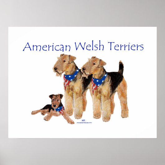 Amerikaanse Welsh Terriers Poster (Voorkant)