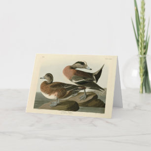 Amerikaanse Widgeon uit Audubon's Birds of America Kaart