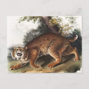 Amerikaanse wilde kat (Lynx rufus) Illustratie Briefkaart