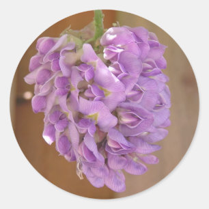 Amerikaanse Wisteria (Wisteria frutescens) sticker