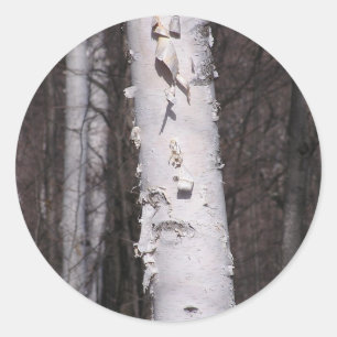 Amerikaanse witte berk (Betula papyrifera) sticker