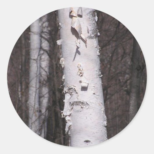 Amerikaanse witte berk (Betula papyrifera) sticker (Voorkant)