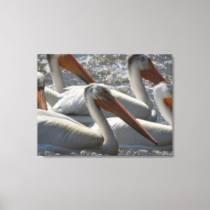 Amerikaanse Witte Pelikaan Natuurfotografie  Canvas Afdruk
