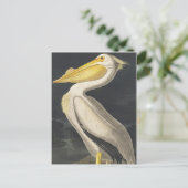 Amerikaanse witte pelikaan van Amerikaanse vogels Briefkaart (Staand voorkant)