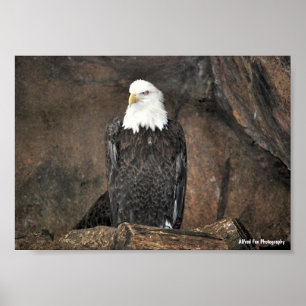 Amerikaanse Witte Zeearend Portret Poster