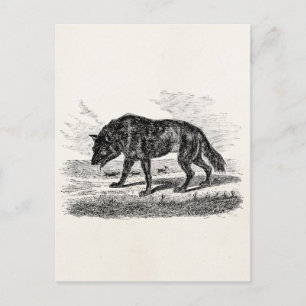 -Amerikaanse Wolf 1800s Wolven Illustratie Briefkaart