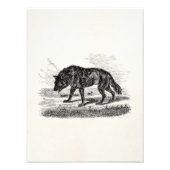 -Amerikaanse Wolf 1800s Wolven Illustratie Foto Afdruk (Voorkant)