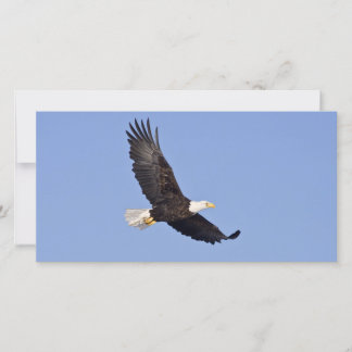 Amerikaanse zeearend