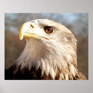 Amerikaanse Zeearend Close-up Poster