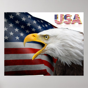 Amerikaanse zeegarend poster
