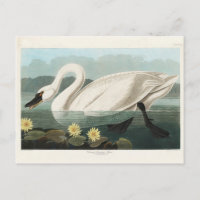 Amerikaanse zwaan, Amerikaanse vogels,
