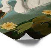 Amerikaanse Zwanenvogels Audubon Poster (Hoek)
