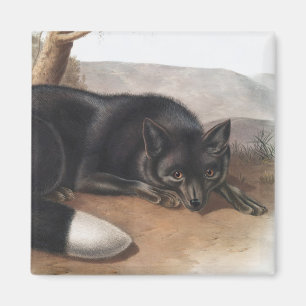 Amerikaanse zwarte of zilvervos (Vulpes fulvus) Magneet