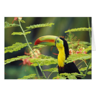 Amérique centrale, Honduras. Toucan à prix Keel