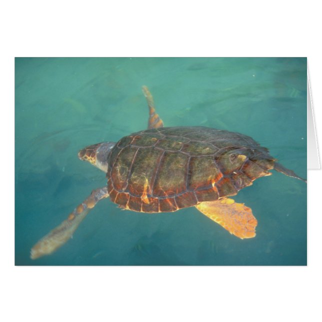 Amérique centrale, Panama, Bocas Del Torro (Devant horizontal)