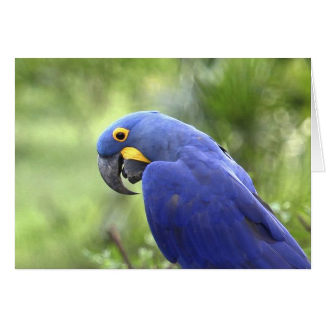 Amérique du Sud, Brésil, Pantanal (Devant horizontal)