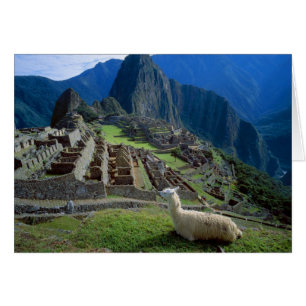 Amérique du Sud, Pérou. Un lama se repose sur une 