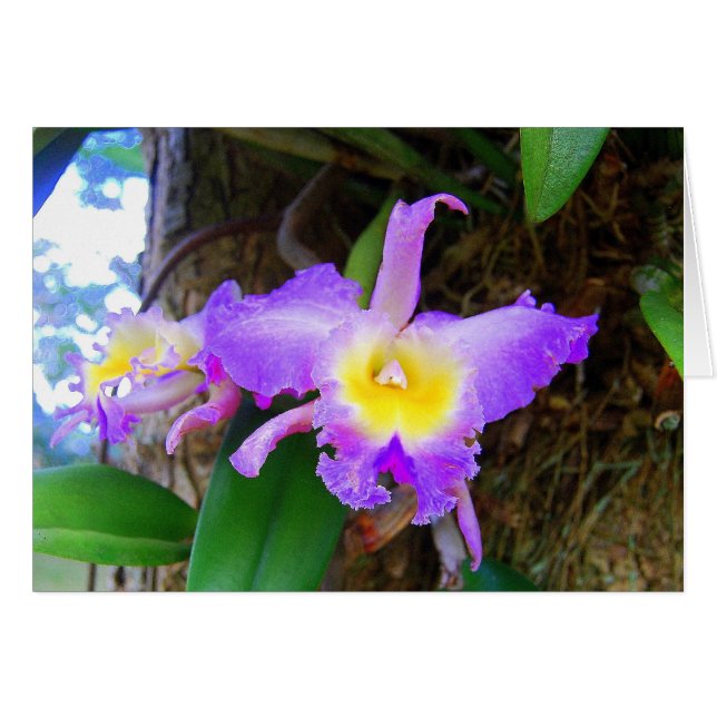 Amethyst Cattleya Orchids Card (Voorkant Horizontaal)