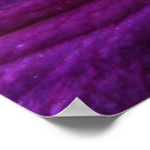 Amethyst Clematis Poster (Hoek)