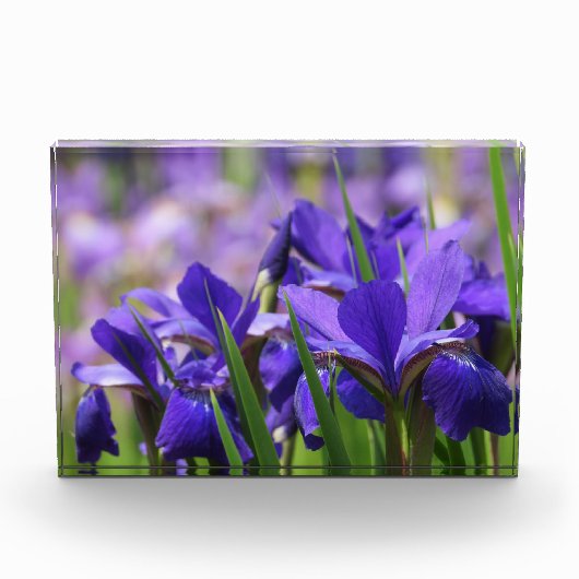 Amethyst Paarse Irises Fotoblokken (Voorkant)