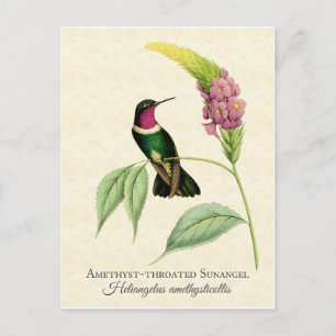 Amethyst Throated Hummingbird Art Briefkaart