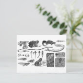 Amfibische evolutie briefkaart (Staand voorkant)