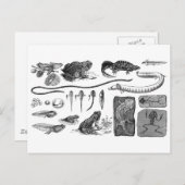Amfibische evolutie briefkaart (Voorkant / Achterkant)