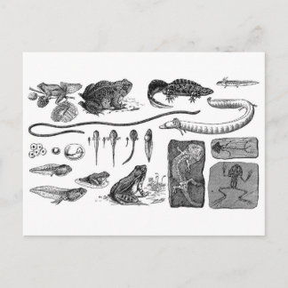 Amfibische evolutie briefkaart
